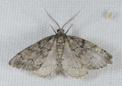 Tephronia sepiaria