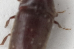 Trixagus meybohmi