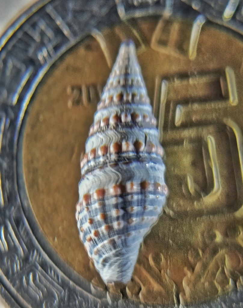 Pilsbryspira garciacubasi