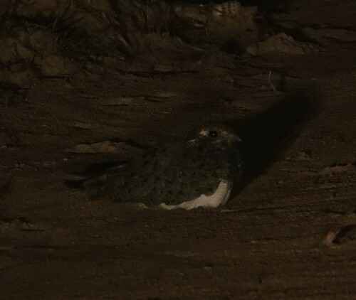 Nacunda Nighthawk (Chordeiles nacunda), photo 5