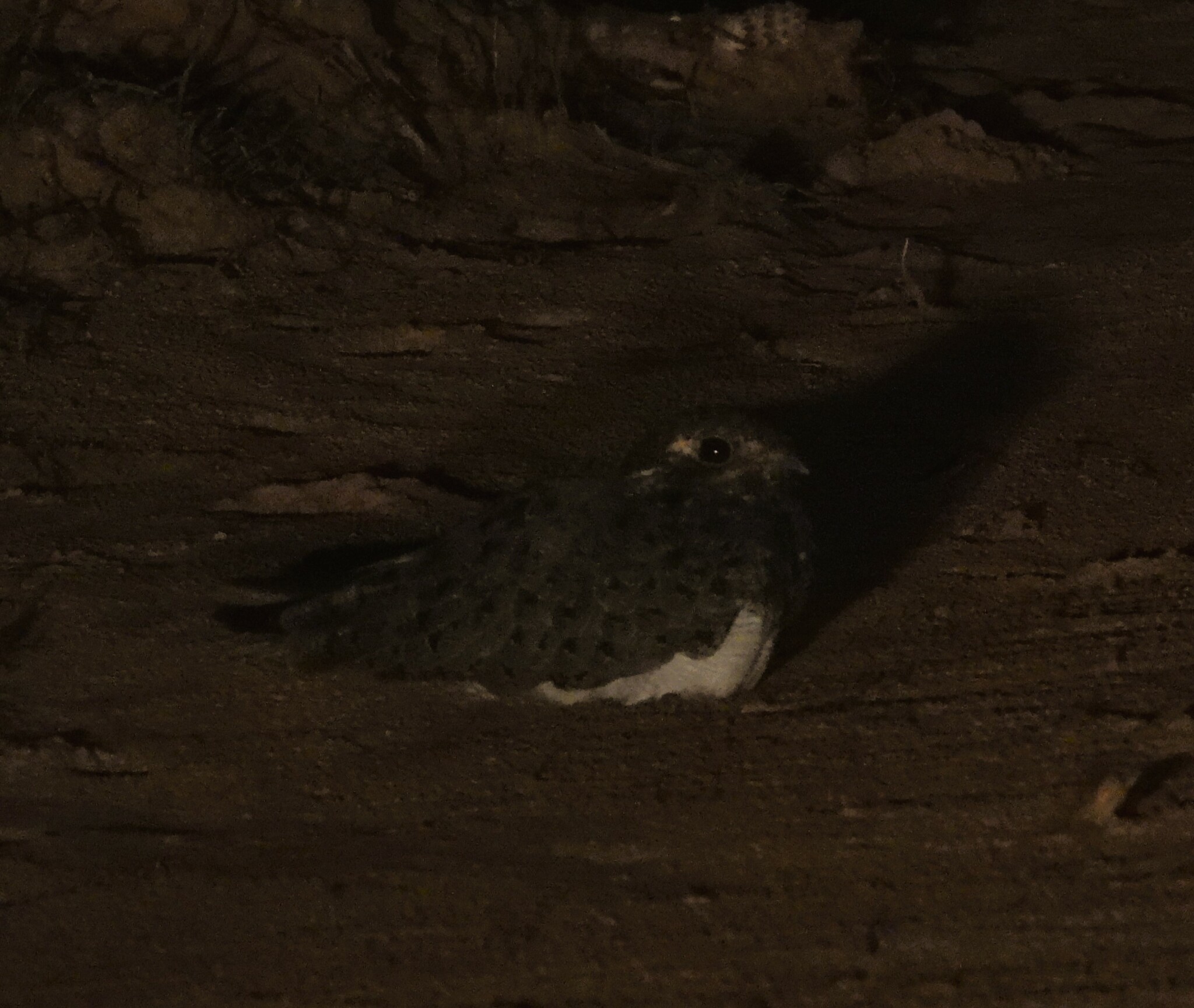 Nacunda Nighthawk (Chordeiles nacunda), photo 9