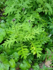 Cirsium alsophilum