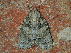 Acronicta modica