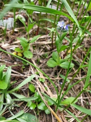 Veronica alpina