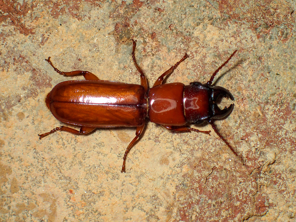 Parandra polita
