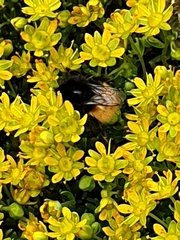 Bombus alpinus