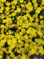 Bombus alpinus