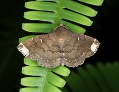 Adrapsa quadrilinealis