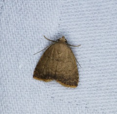 Anachrostis