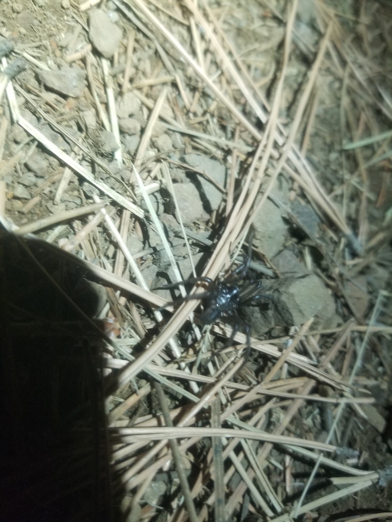 Aliatypus isolatus