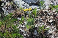 Tephroseris subscaposa