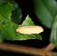 Danielithosia immaculata