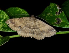 Ericeia subcinerea