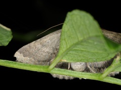 Ericeia subcinerea