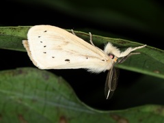Laelia anamesa