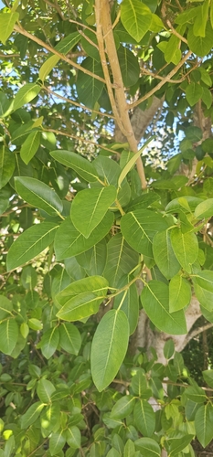 Foto de Gameleira
