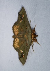 Lopharthrum comprimens