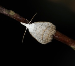 Meganola brunellus