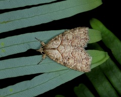 Olulis puncticinctalis