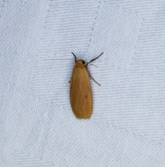 Paralithosia shaowuica