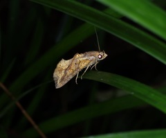 Plusiodonta coelonota