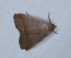 Simplicia cornicalis