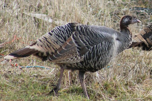 Rio Grande Wild Turkey photographed in Oregon