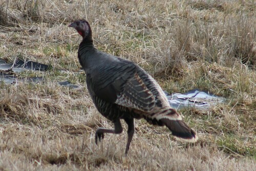 Rio Grande Wild Turkey photographed in Oregon
