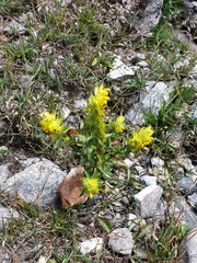 Rhinanthus glacialis