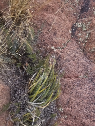 Agave toumeyana