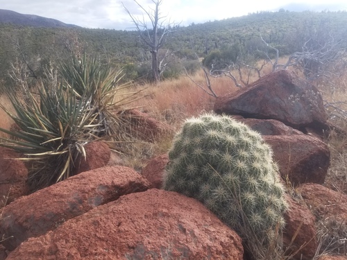 Echinocereus yavapaiensis