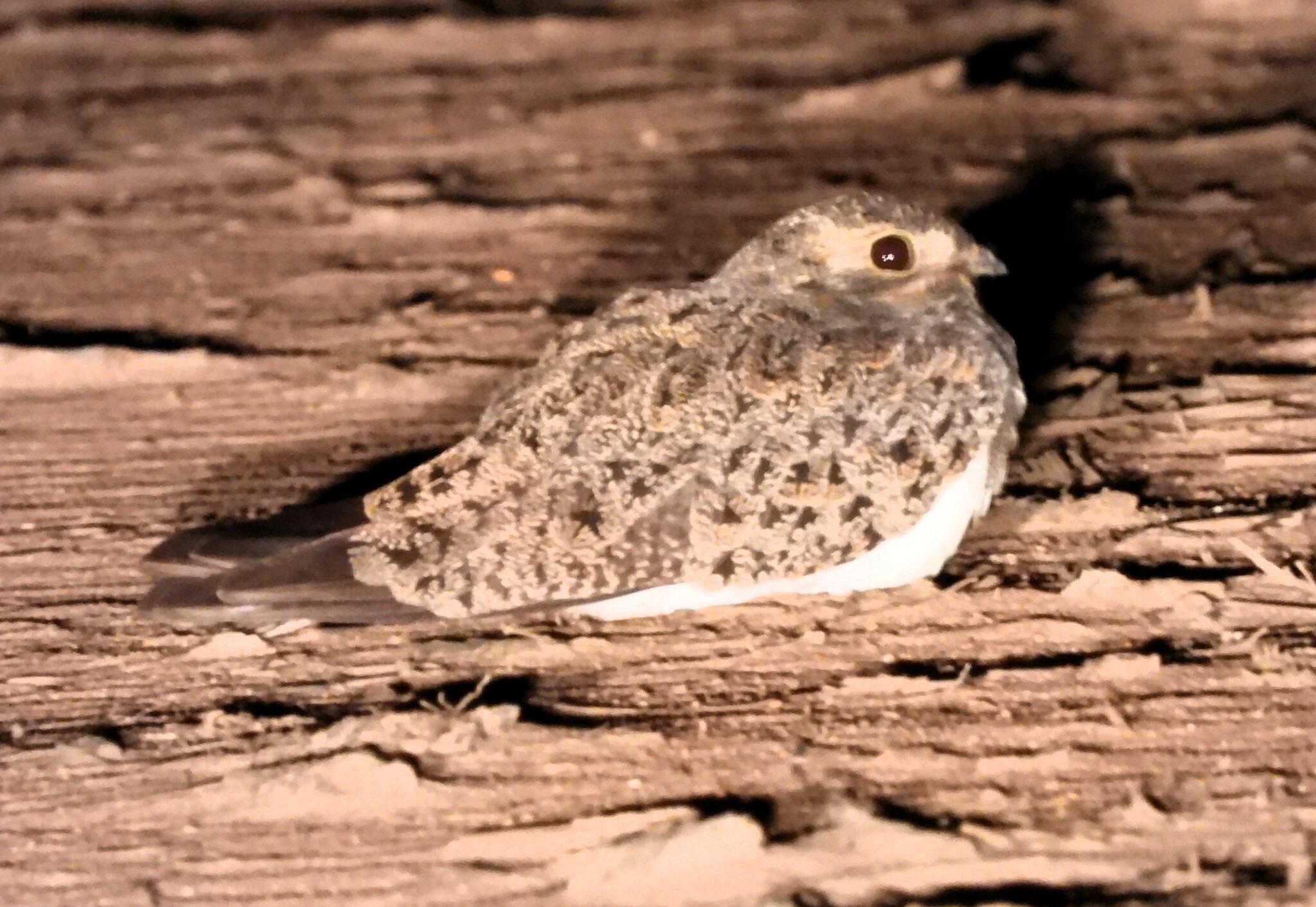 Nacunda Nighthawk (Chordeiles nacunda), photo 8