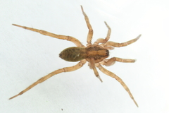 Agroeca brunnea