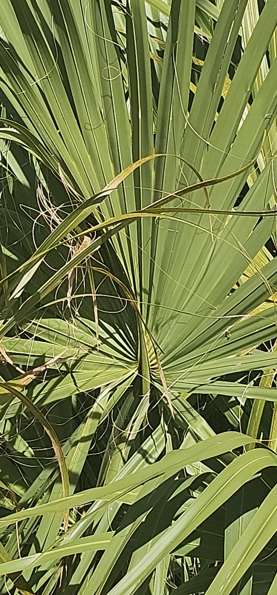 Imagem de Sabal-palmetto