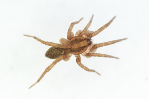 Agroeca brunnea