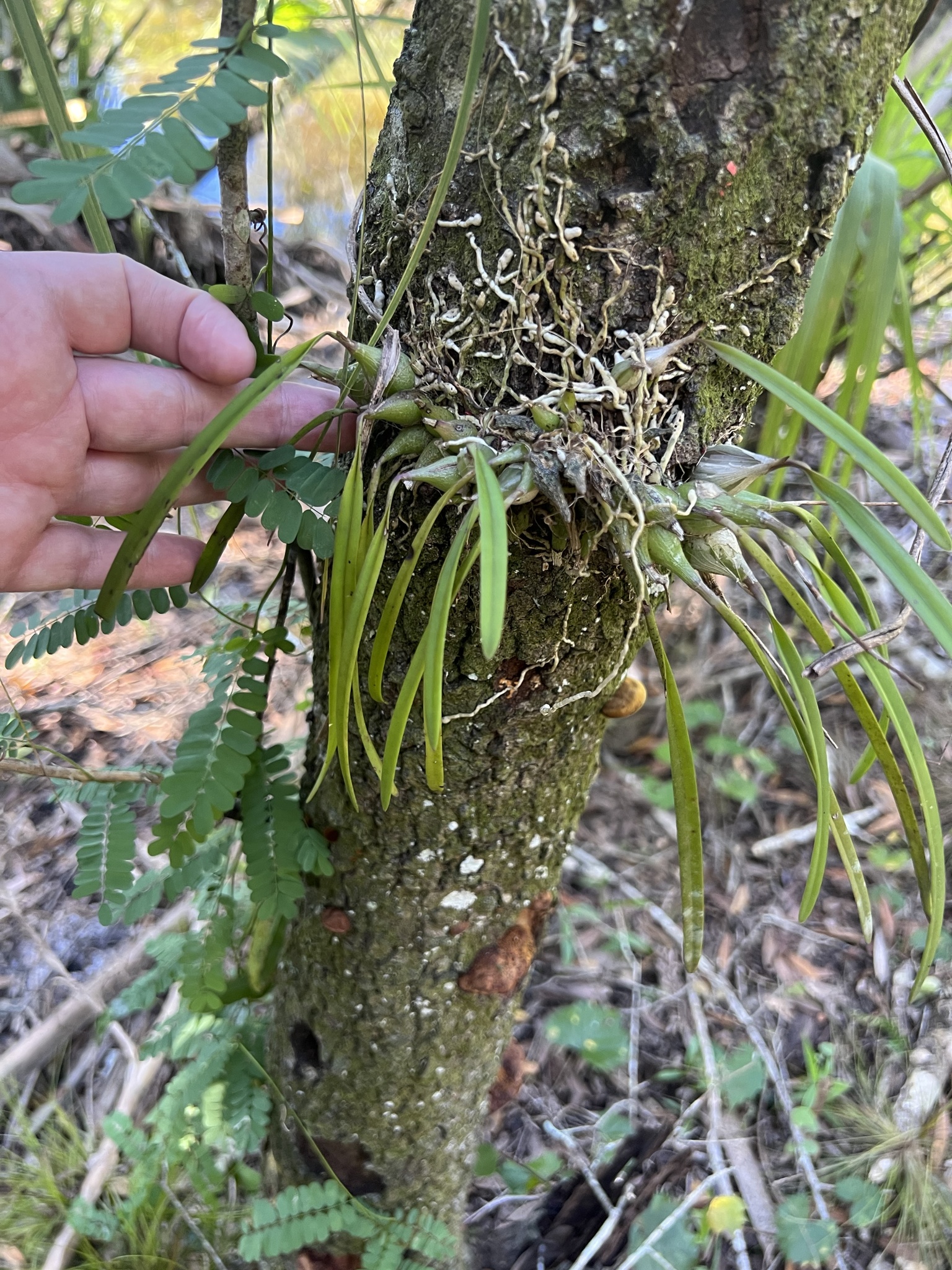 Imagem de Orquídea-borboleta