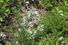 Artemisia saitoana