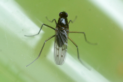 Hydrophorus bipunctatus