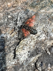 Zygaena exulans