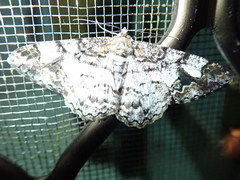 Alcis admissaria