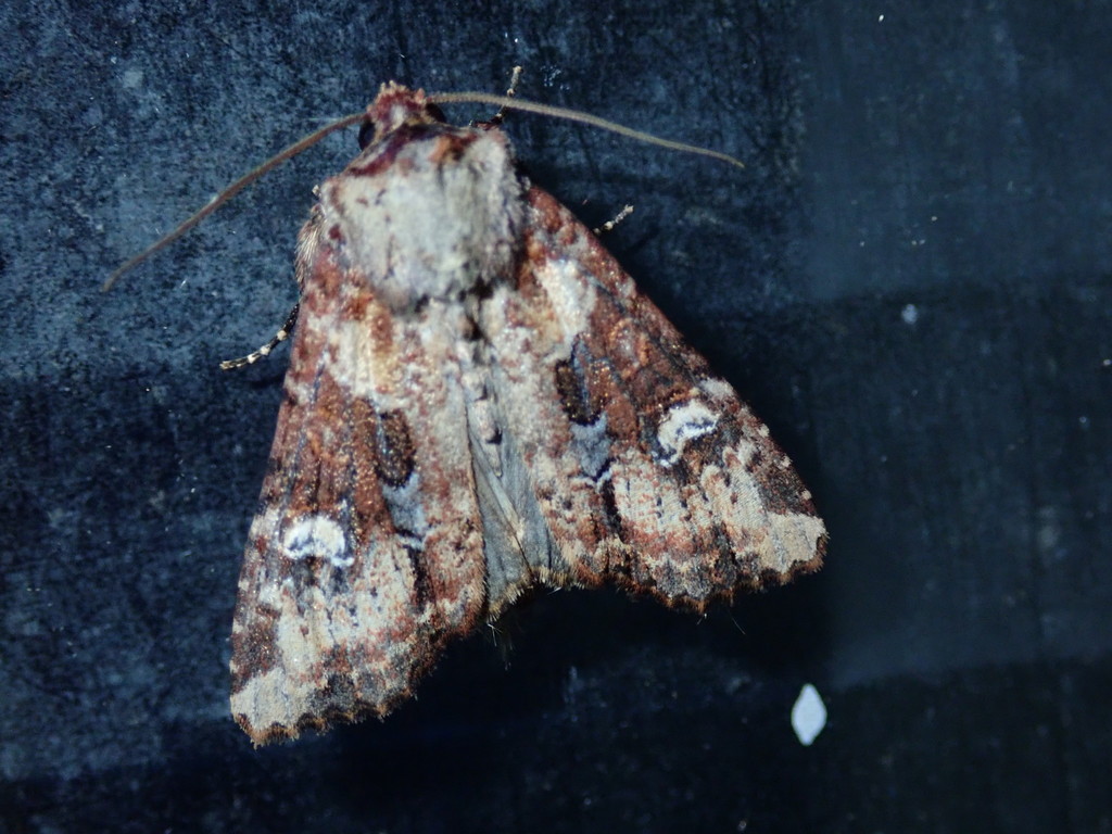 Leucapamea formosensis