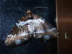 Melanthia procellata