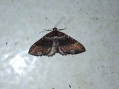 Melanthia catenaria