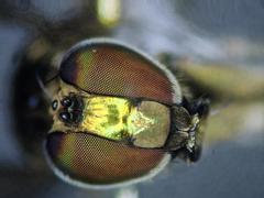 Hydrophorus bipunctatus