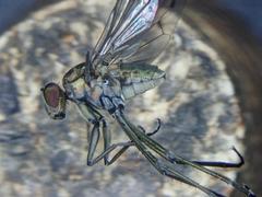 Hydrophorus bipunctatus