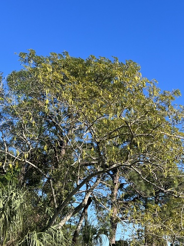 Foto de Sirinqueira