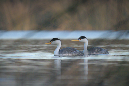 iNaturalist observation photo of Clark's Grebe