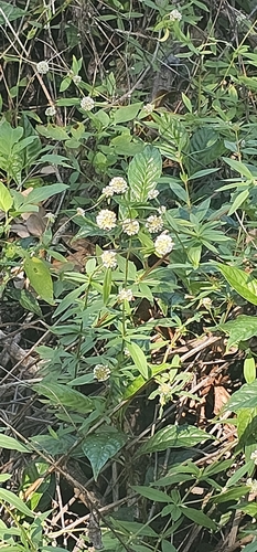 Foto de Vassourinha-de-botão