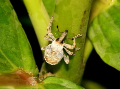 Paramecops farinosus