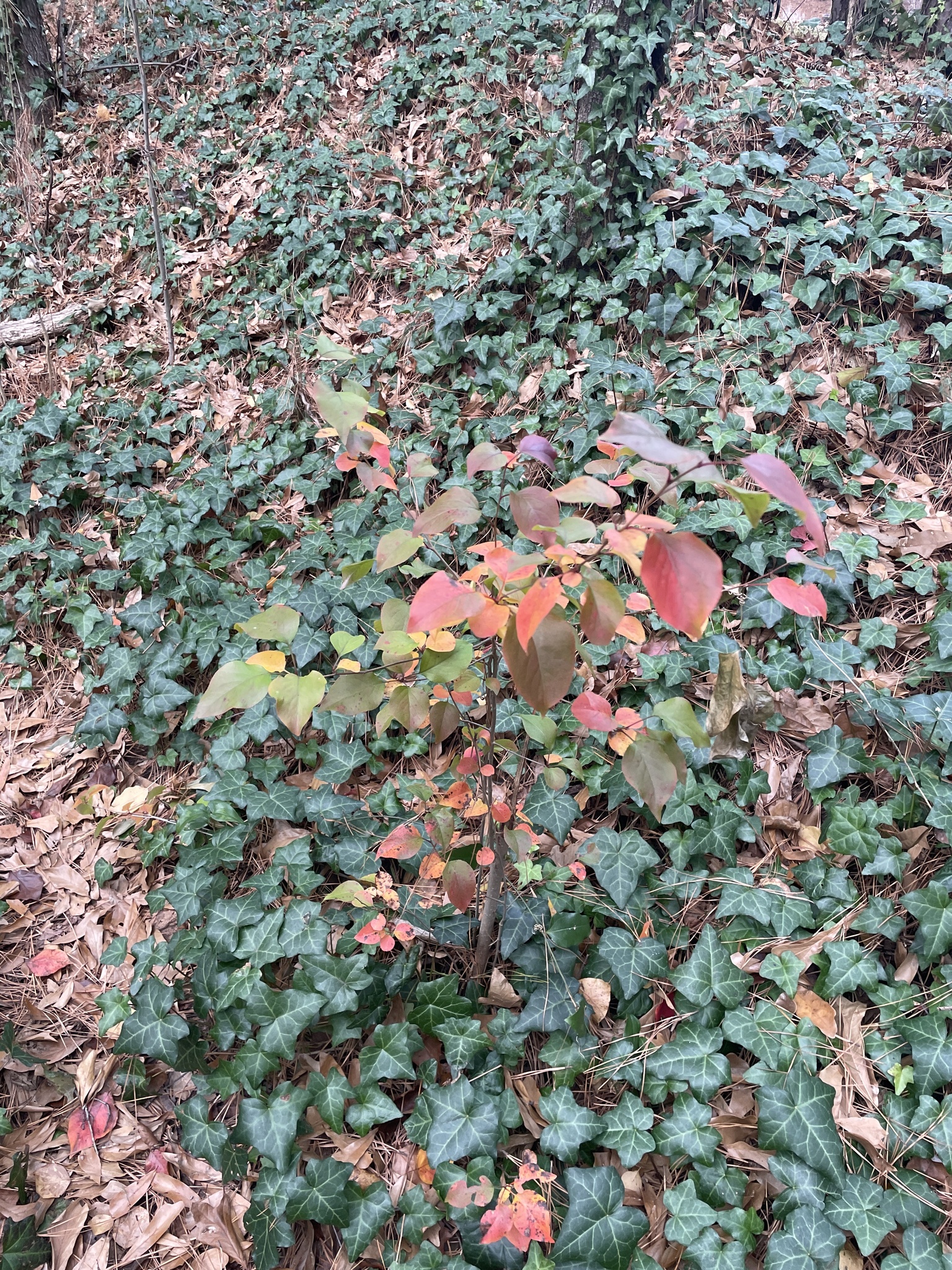 Imagem de Flor branquinha
